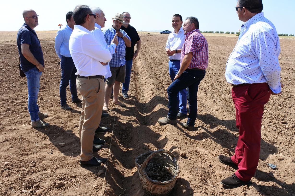 'Bioazafrán' empieza la plantación de azafrán ecológico con DO La Mancha