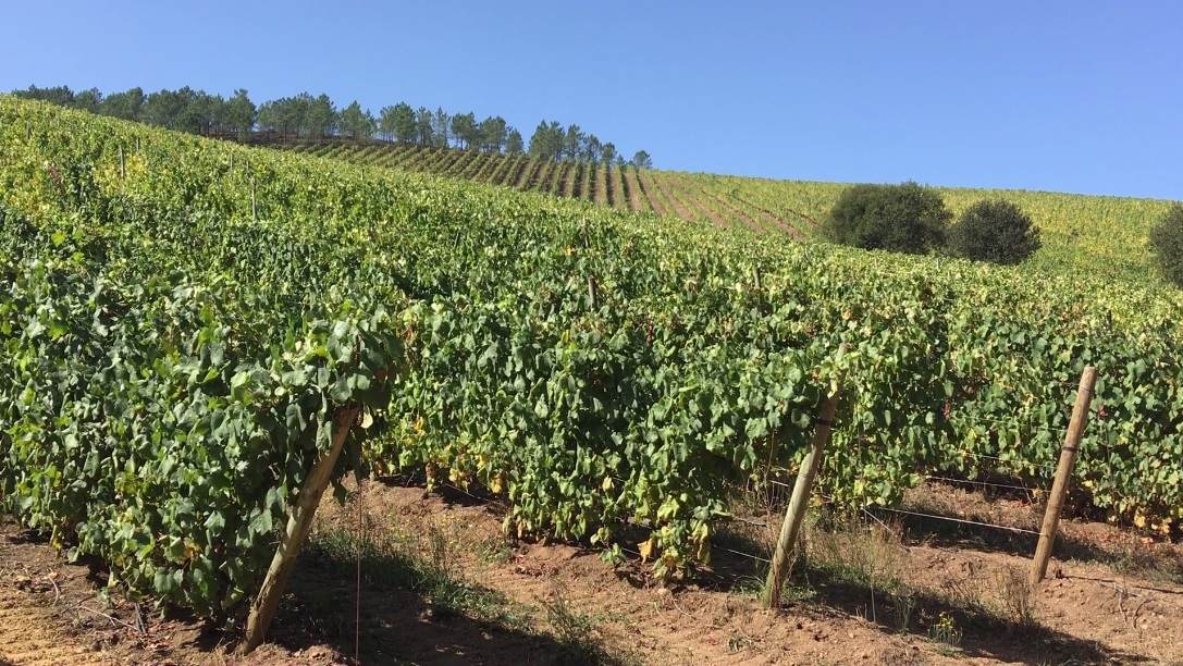 El futuro del viñedo en España, en riesgo por el cambio climático, que ya ha obligado a adelantar la vendimia 15 días