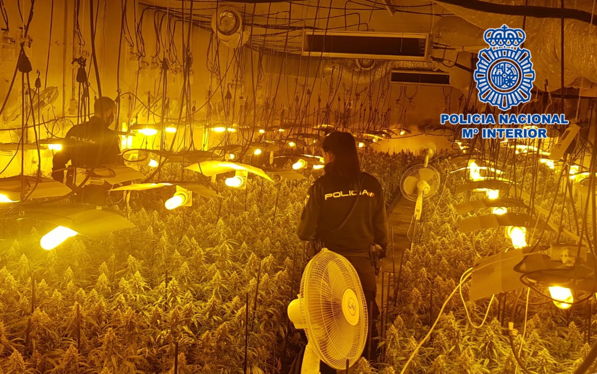 La Policía Nacional desmantela en Tomelloso una macroplantación de marihuana con cerca de cinco mil plantas