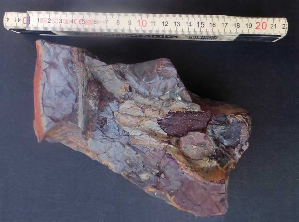 Encuentran restos fósiles de tiburones de 300 millones de años en una mina de Puertollano