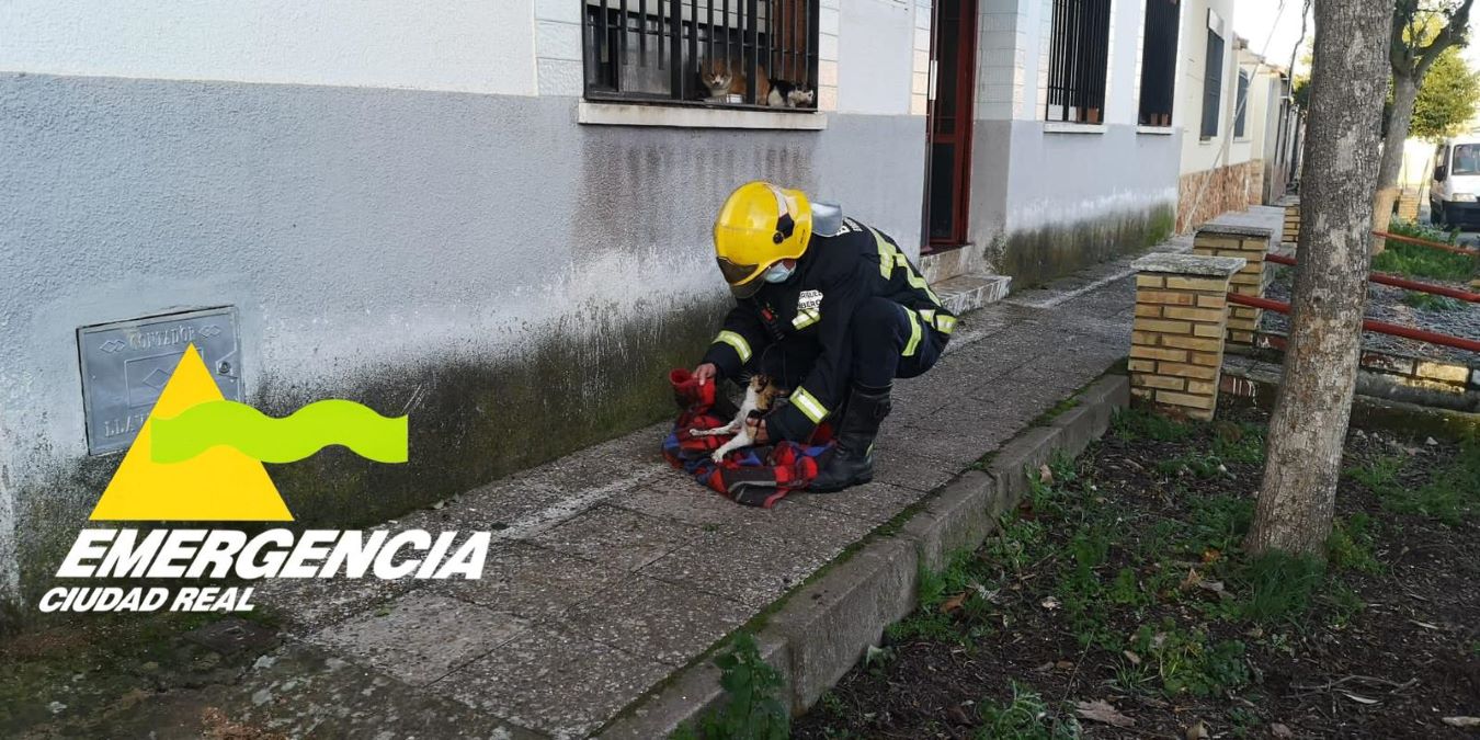 Rescate a dos gatos intoxicados tras un incendio en un municipio de Ciudad Real