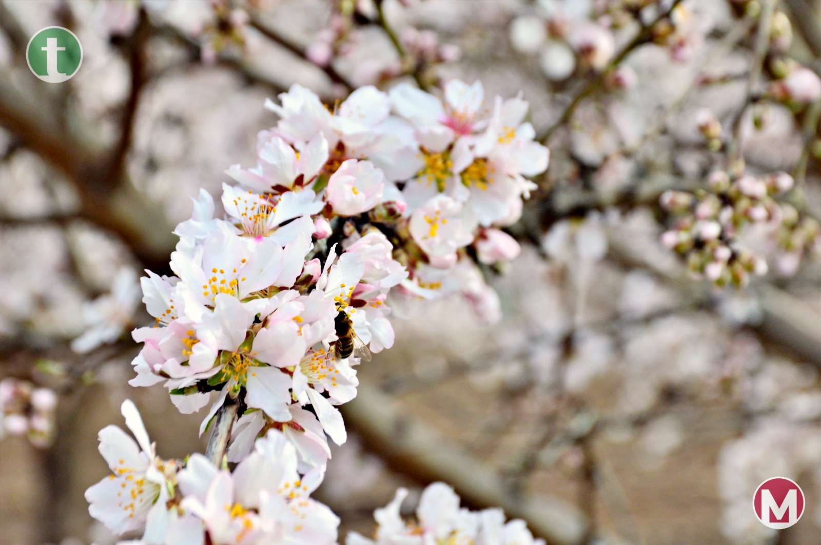 El espectáculo de la floración de los almendros anticipa la alegría del paisaje primaveral en La Mancha