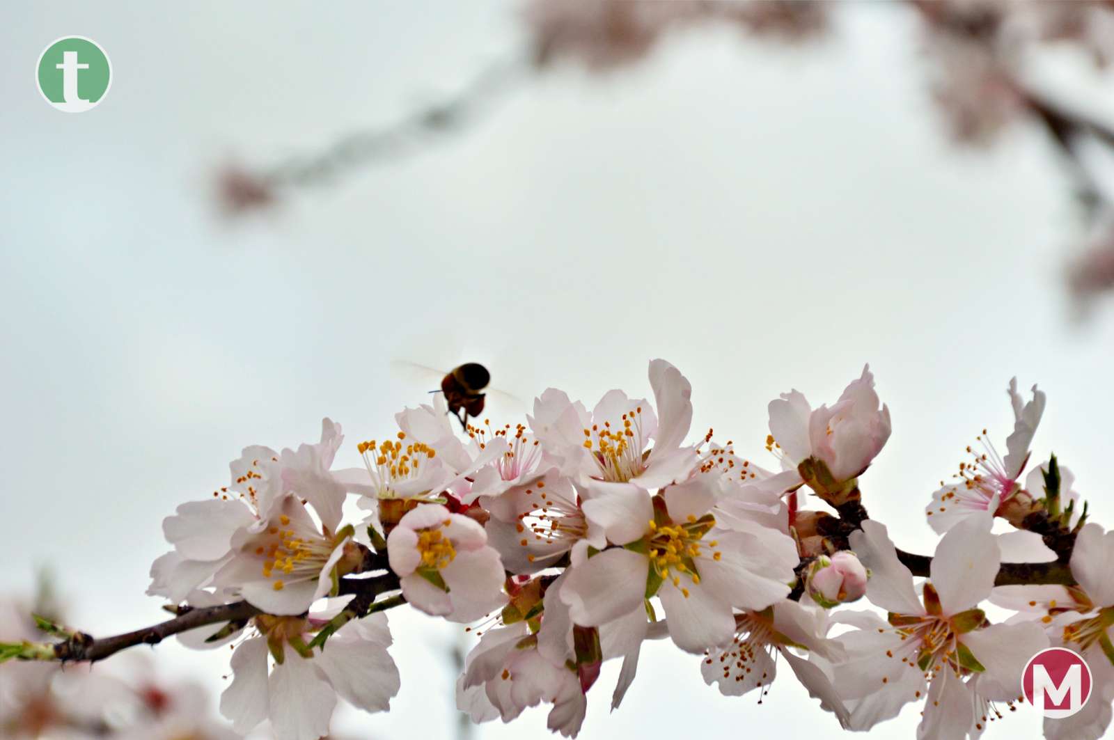 El espectáculo de la floración de los almendros anticipa la alegría del paisaje primaveral en La Mancha