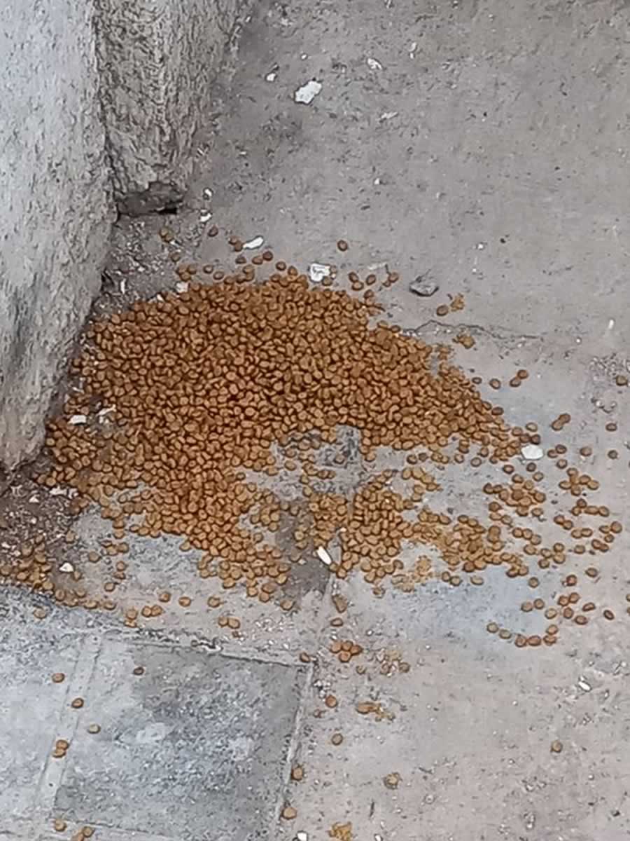 Multado por echar de comer a los gatos en una calle de Ciudad Real