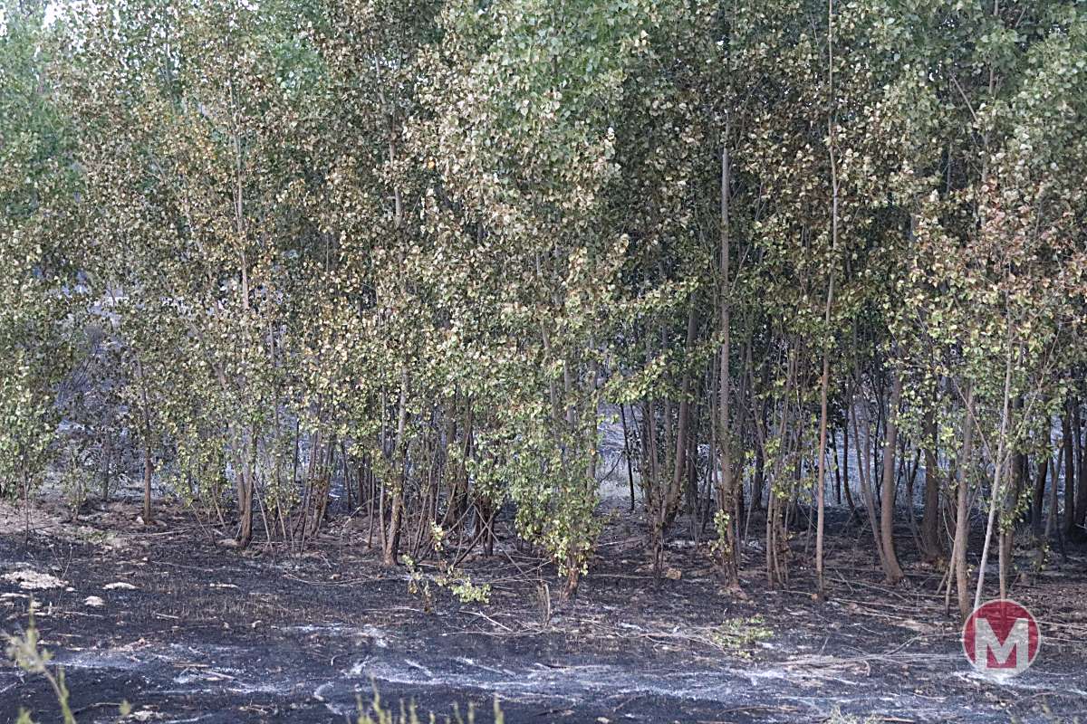 INFOCAM da por extinguido el incendio de las Lagunas de Ruidera