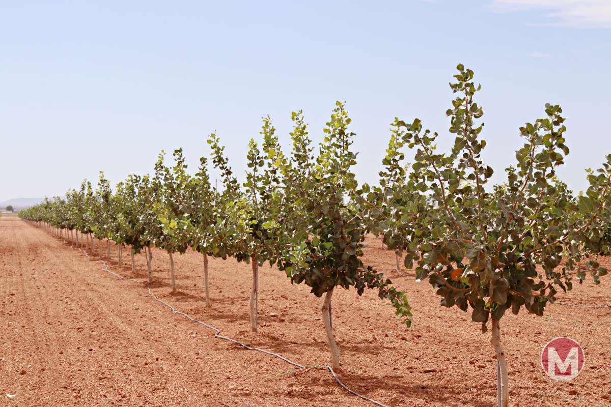 Inaugurada en Argamasilla de Alba la planta de Iberopistacho, la mayor procesadora de pistacho de Europa